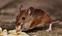 24 Hour & Emergency Exterminators in Ellicott City, MD